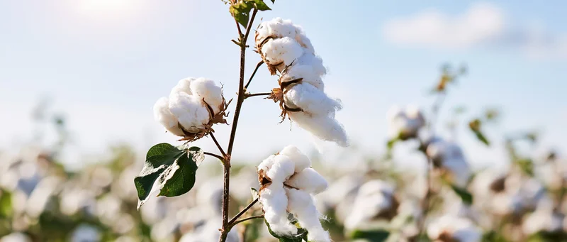 Cotton plant with open fluffy white bolls in a field under a blue sky