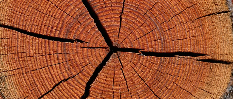 Cross-section of a freshly cut tree trunk showing growth rings and cracks