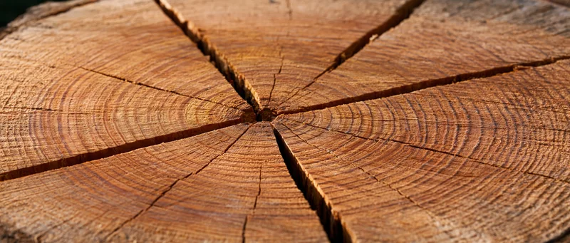 Cross-section of a freshly cut tree trunk showing growth rings and radial cracks