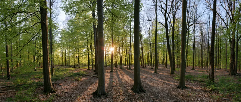 Sunlight breaking through deciduous trees in a forest interior during early spring morning