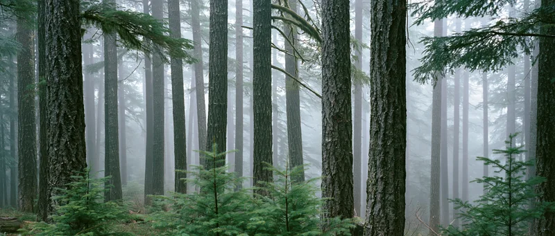 Tall conifer trees in a misty forest interior with fog filtering through the canopy