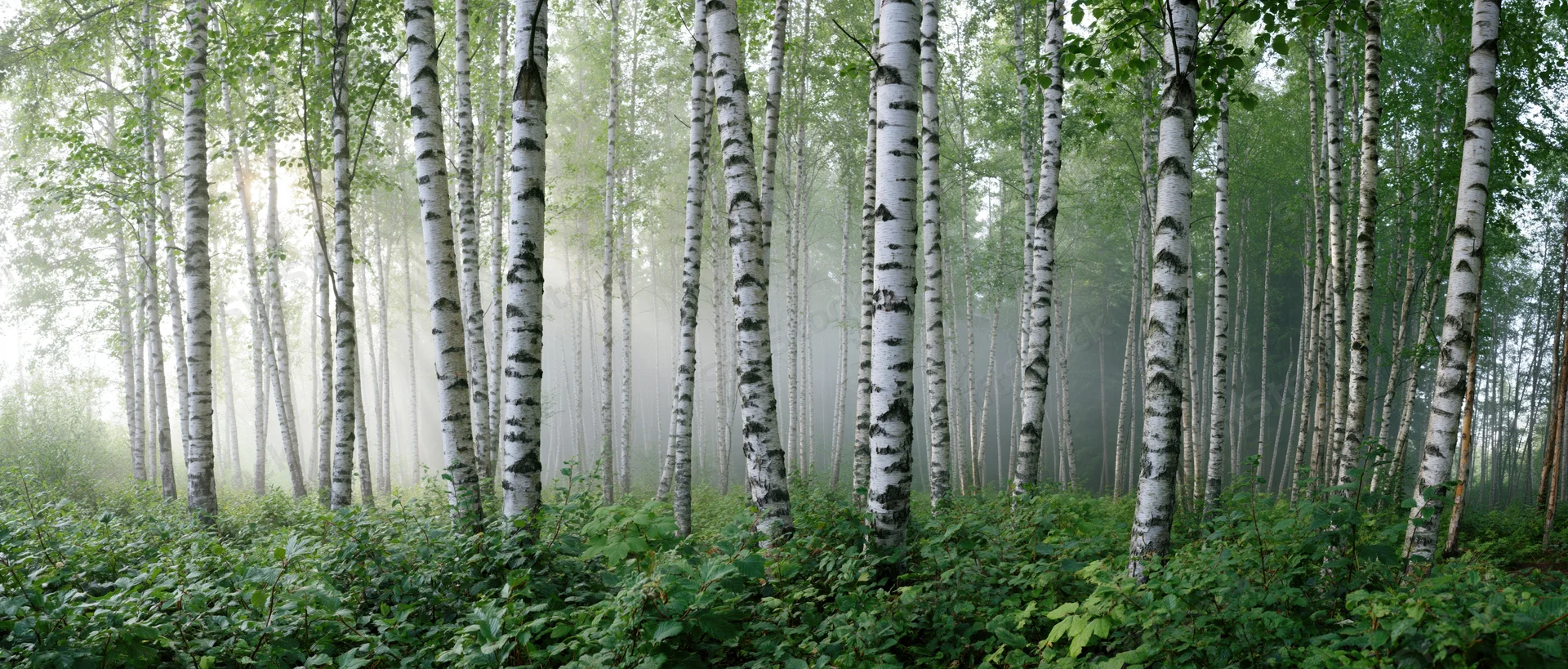 Tall birch trees with white bark standing in a misty forest with green undergrowth