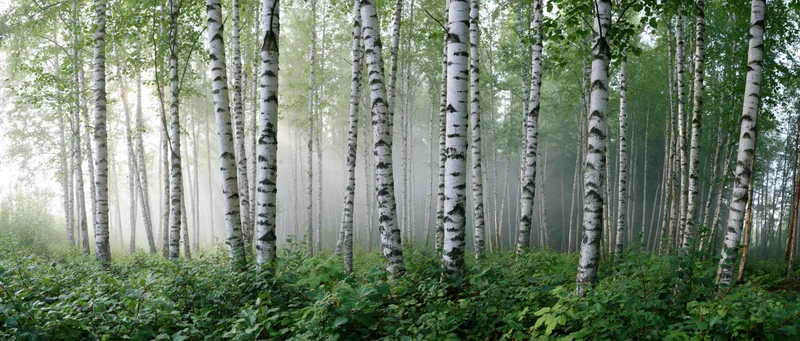 Tall birch trees with white bark standing in a misty forest with green undergrowth