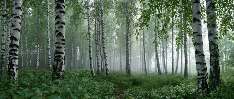 Birch trees with white bark standing tall in a misty forest with green undergrowth and soft diffused light