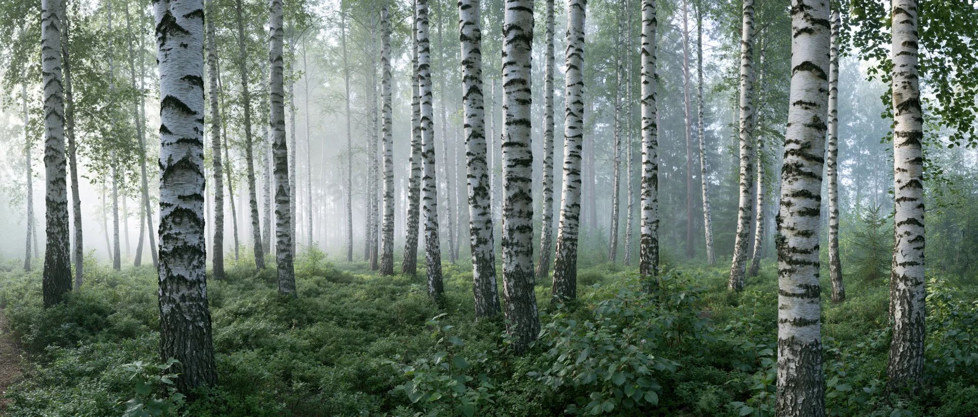 Tall birch trees with white bark standing in a misty forest with green undergrowth