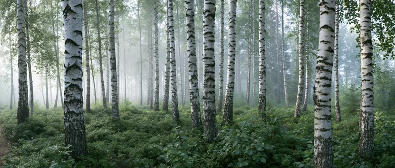 Tall birch trees with white bark standing in a misty forest with green undergrowth