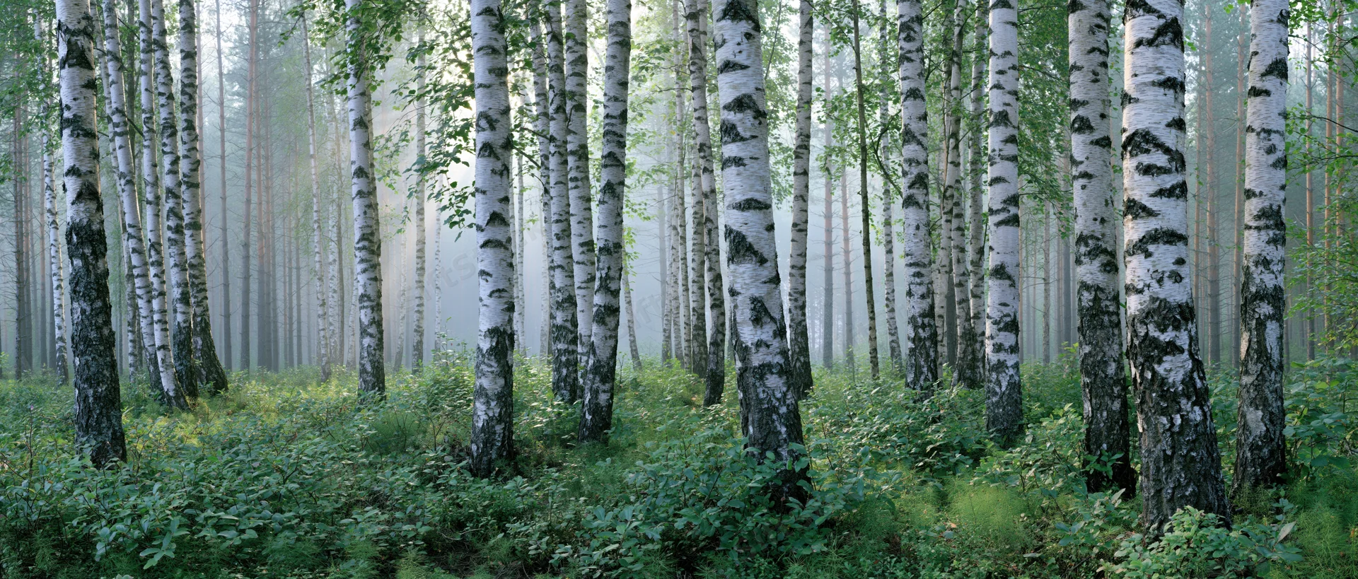 Birch trees standing tall in a misty forest with white bark and green undergrowth