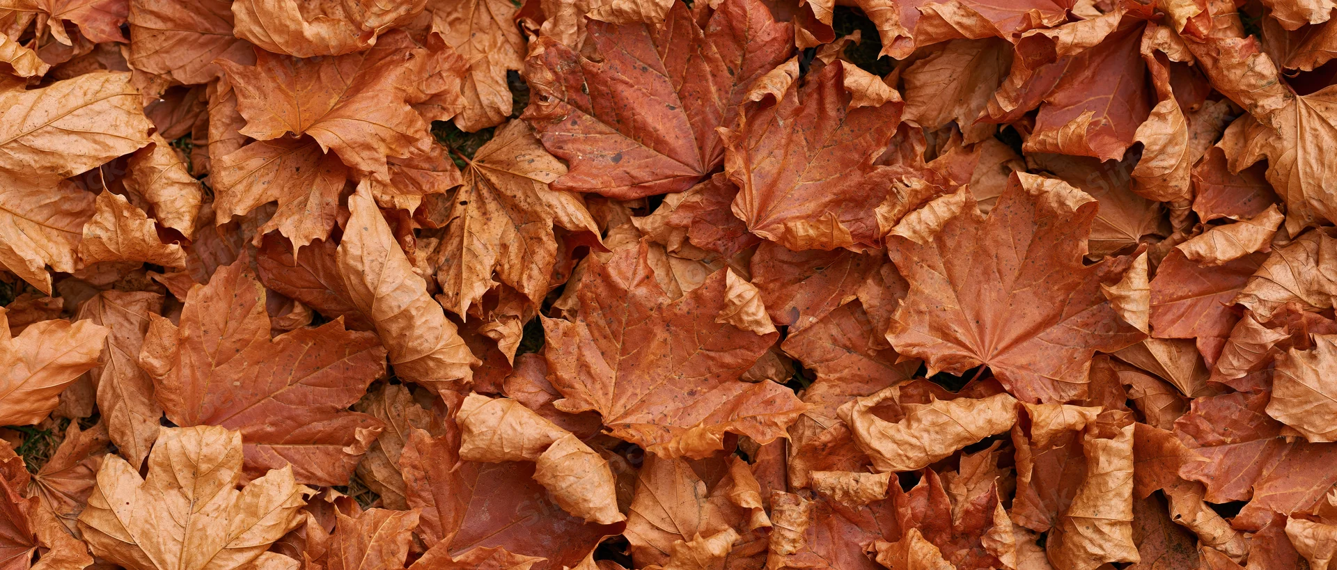Dense carpet of fallen maple leaves covering the ground