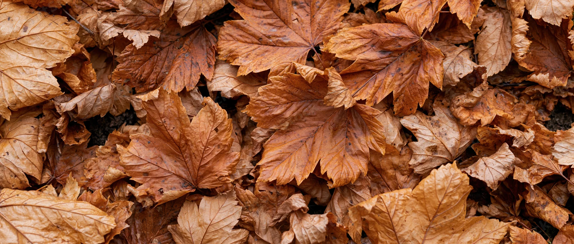 Dense layer of dried maple leaves covering the ground in autumn