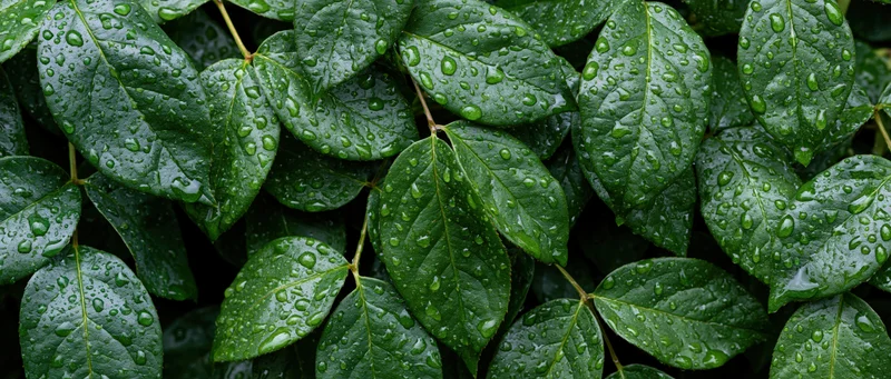 Closeup of dense green leaves covered in raindrops outdoors