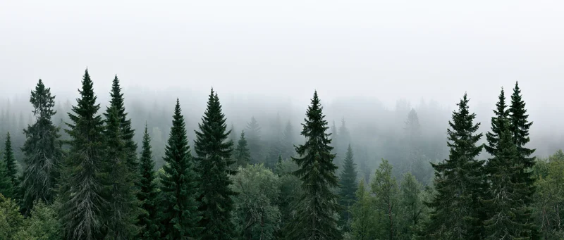 Dense conifer forest with treetops emerging from thick morning fog