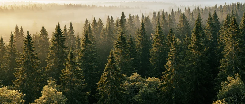 Dense conifer forest canopy viewed from an elevated perspective at sunrise with mist and golden light filtering through the trees