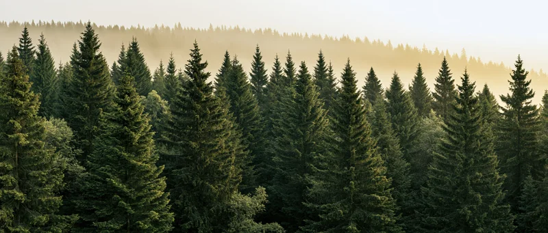 Dense conifer forest canopy viewed from slightly elevated angle with misty morning light
