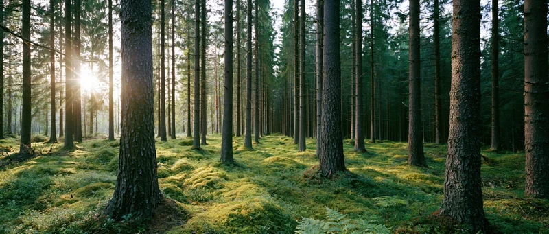 Sunlight filtering through tall conifer trees over a moss-covered forest floor