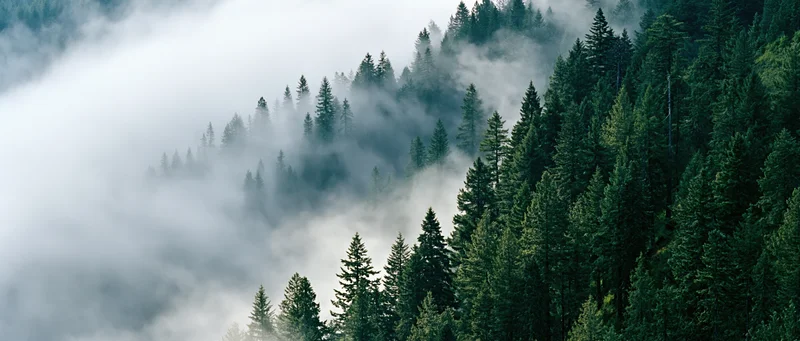 Dense conifer forest on a hillside shrouded in morning fog