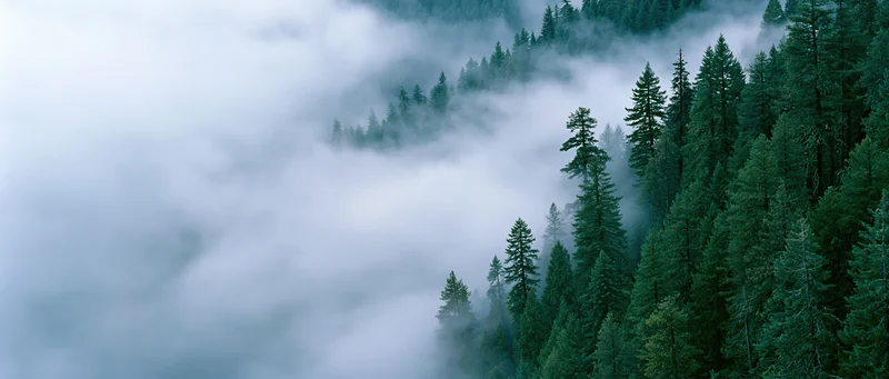 Dense conifer forest on a hillside shrouded in morning fog