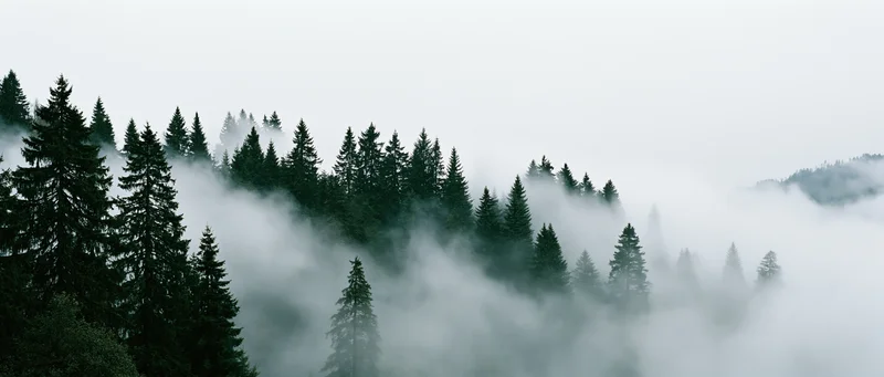 Dense conifer forest on mountain ridge partially obscured by fog