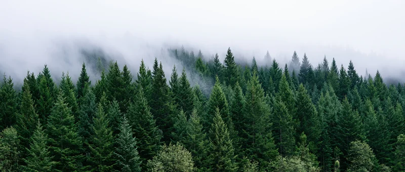 Dense evergreen conifer forest on a hillside with low fog covering the treetops