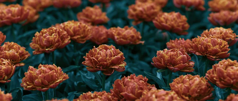 Dense field of double peony tulips in full bloom with orange-red petals and dark green foliage