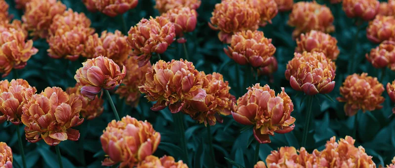 Dense field of double peony tulips in full and partial bloom with green foliage