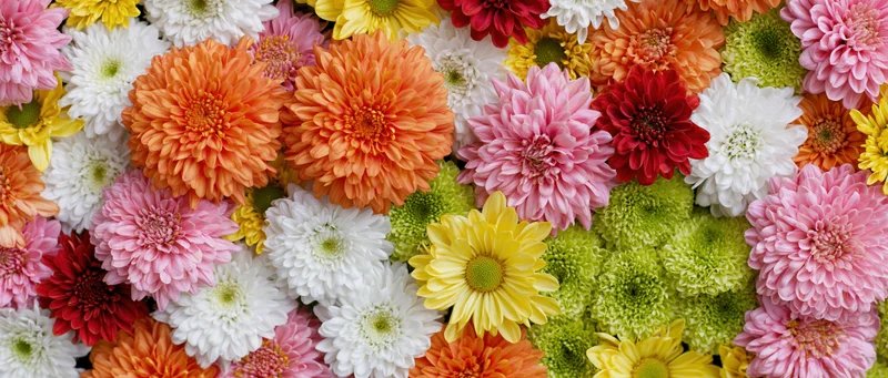 Dense flat-lay of mixed chrysanthemums and daisies in vibrant colors filling the frame