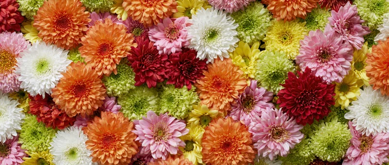 Dense flat-lay of mixed chrysanthemums and daisies in vibrant colors filling the frame