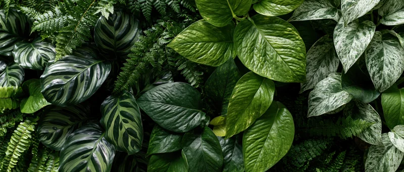 Dense layered tropical foliage filling the frame in a flat lay arrangement