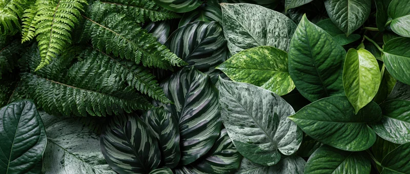Dense flat-lay of layered tropical foliage filling the entire frame