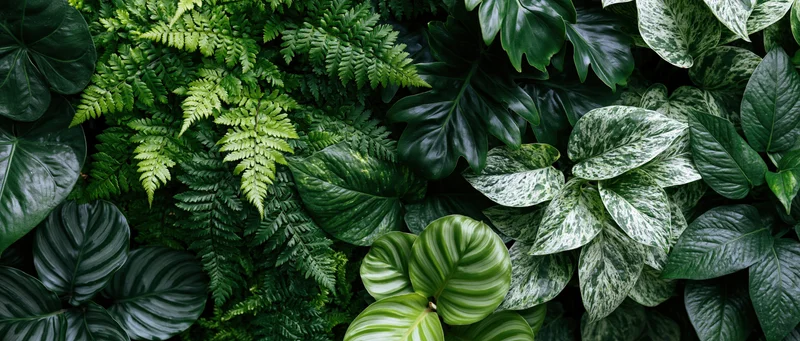 Dense layered tropical foliage filling the frame in a flat lay overhead view