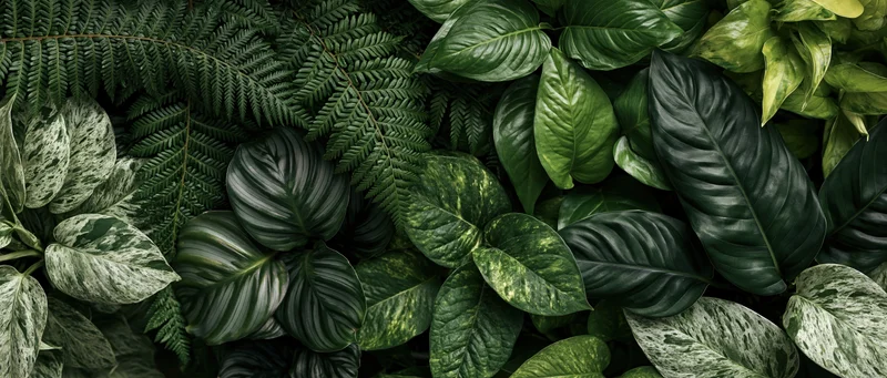 Dense flat-lay of layered tropical foliage filling the entire frame