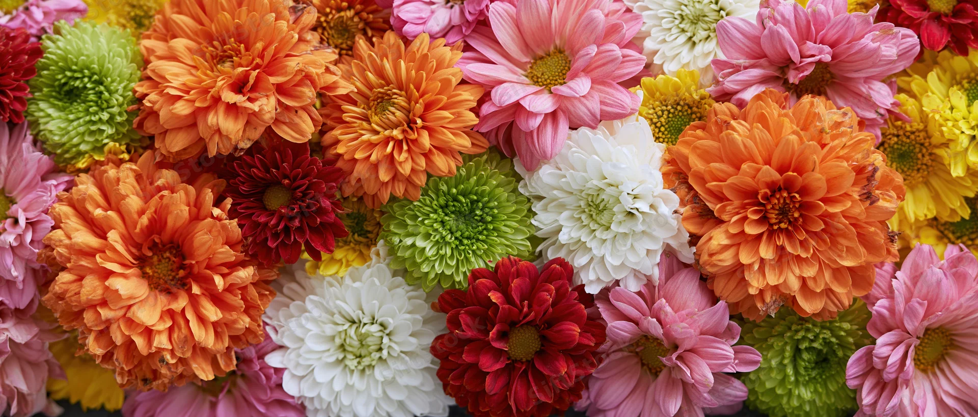 Dense flat lay of mixed chrysanthemums and daisy-type blooms in vibrant colors