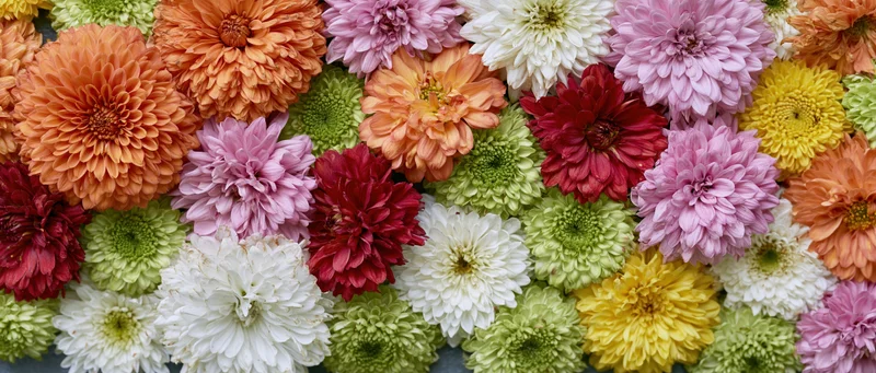 Dense flat lay of mixed chrysanthemums and daisy-type blooms in vibrant colors