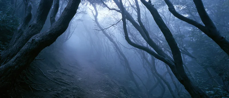 Foggy forest path winding between twisted bare trees in dim twilight