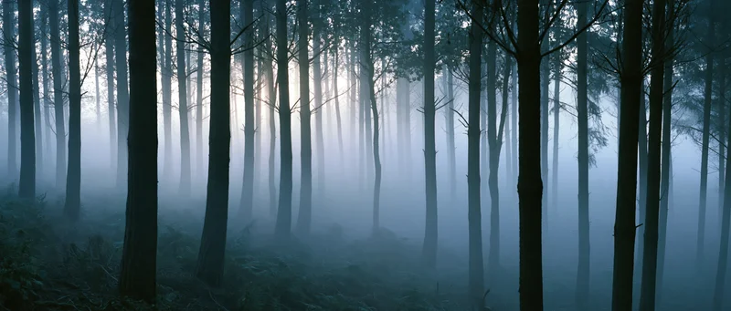 Misty forest at dawn with tall dark tree trunks and soft light filtering through the canopy