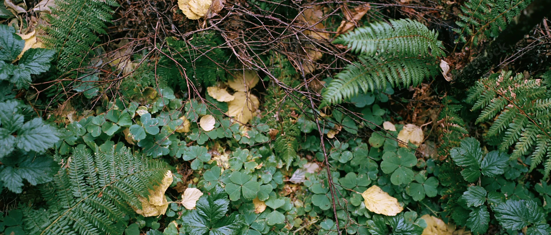 Dense forest floor covered in wild ferns and clover-like ground cover