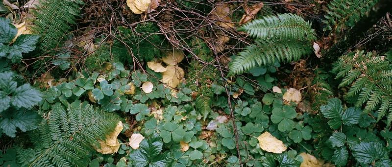 Dense forest floor covered in wild ferns and clover-like ground cover