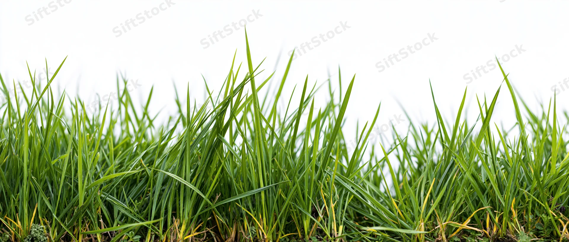 Dense green grass blades forming an uneven natural border against white background