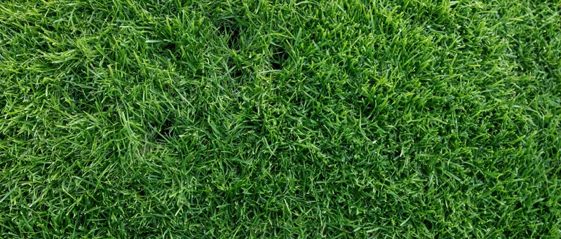 Dense green lawn grass filling the frame from above