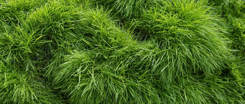 Dense green lawn grass filling the frame in a closeup outdoor view