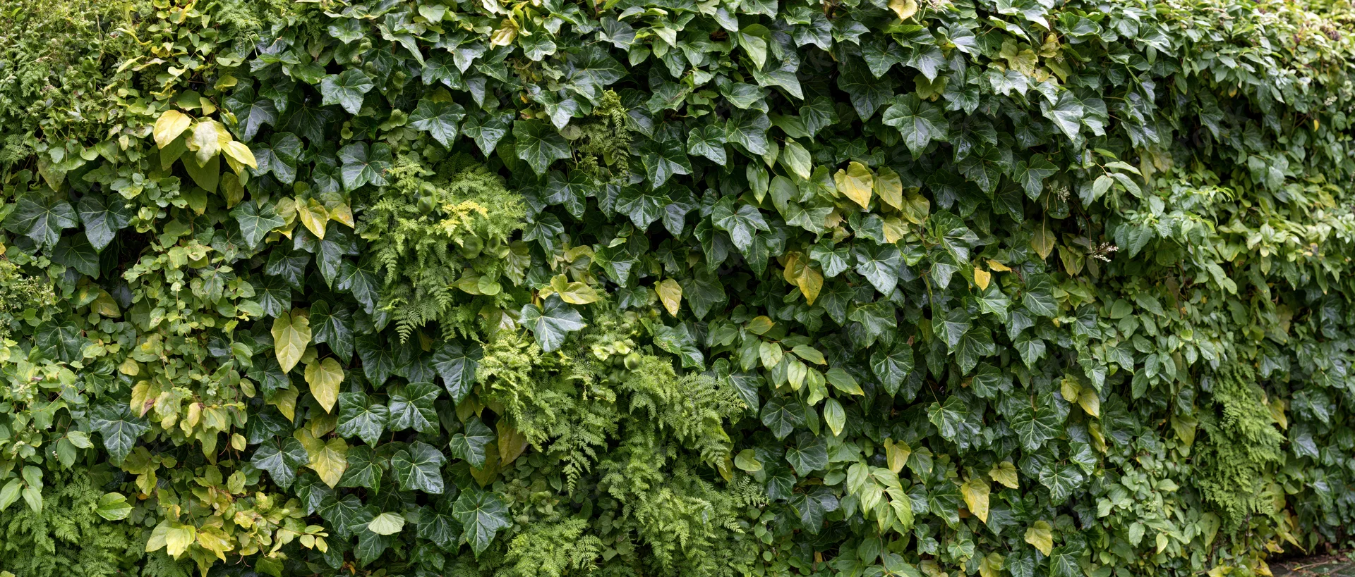 Dense living wall covered in climbing ivy and ferns outdoors