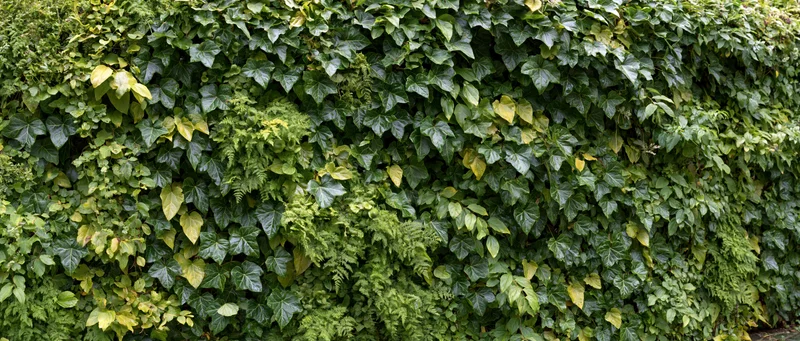Dense living wall covered in climbing ivy and ferns outdoors