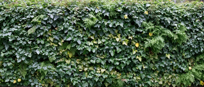Dense living wall covered in climbing ivy and ferns outdoors