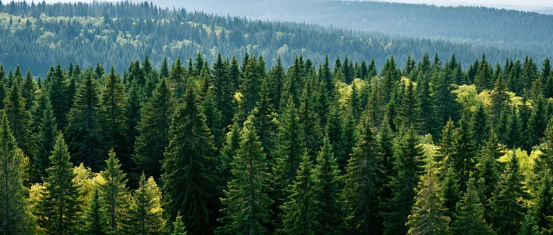 Dense evergreen forest canopy viewed from an elevated overlook with layered hills in the distance