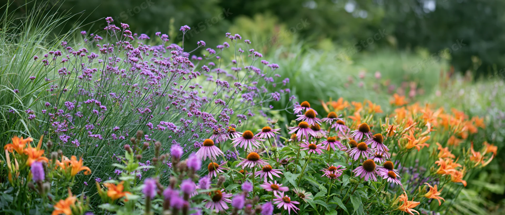 Dense mixed perennial garden border in full summer bloom with purple, orange, and pink flowers among green foliage