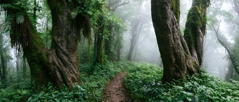 Narrow dirt path winding through dense moss-covered tropical forest with foggy atmosphere