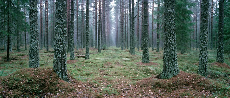 Dense northern pine forest interior with tall straight trunks and mossy ground under misty overcast light