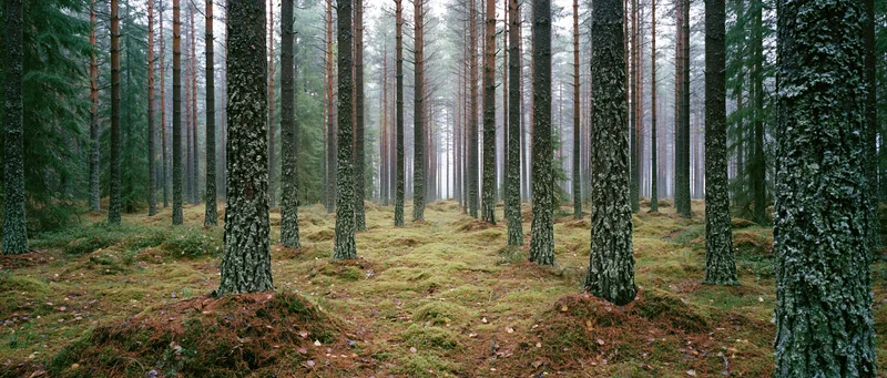 Tall straight pine trees in dense northern forest with mossy ground and misty atmosphere