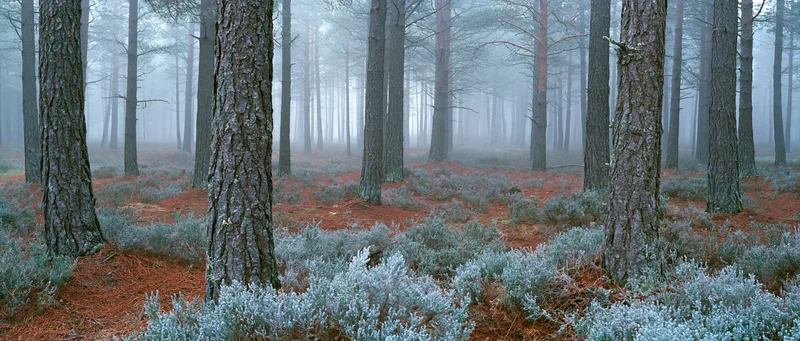 Dense pine forest interior on a misty winter morning with tall trees and ground cover of heather and pine needles