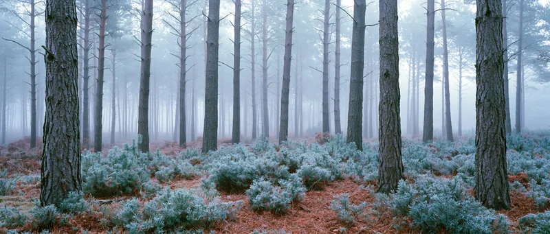 Dense pine forest interior on a misty winter morning with tall trees and ground cover of heather and moss