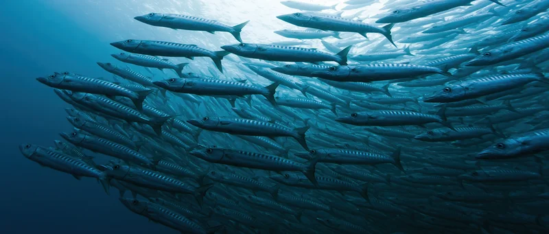 Dense school of barracuda swimming in tight formation underwater in deep blue ocean